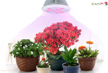 نور مصنوعی برای گیاهان آپارتمانی