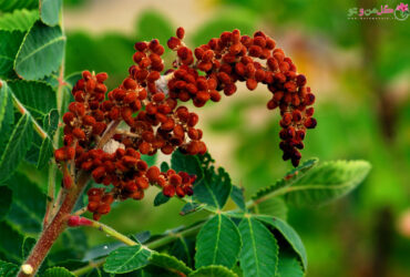خواص سماق + دمنوش لاغری