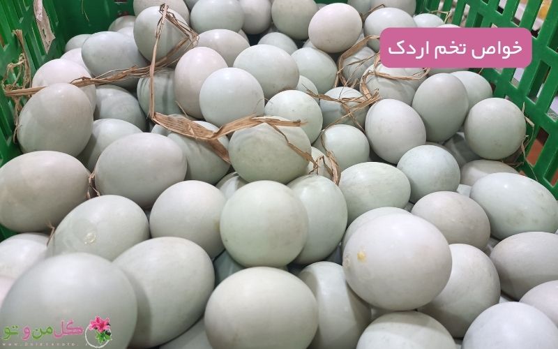 خواص تخم اردک