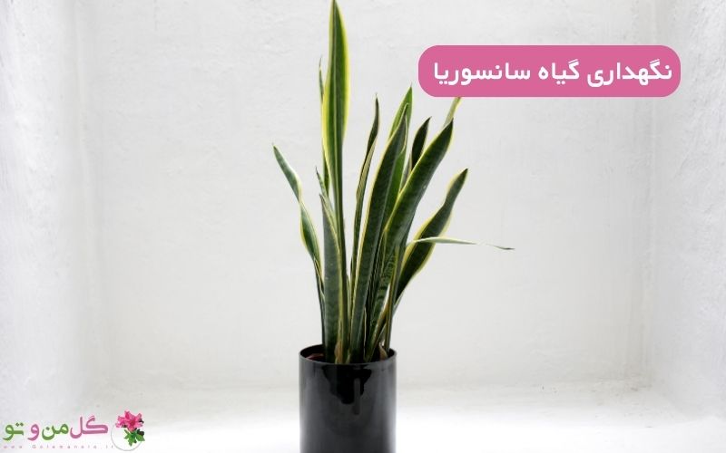 نگهداری گیاه مادر شوهر