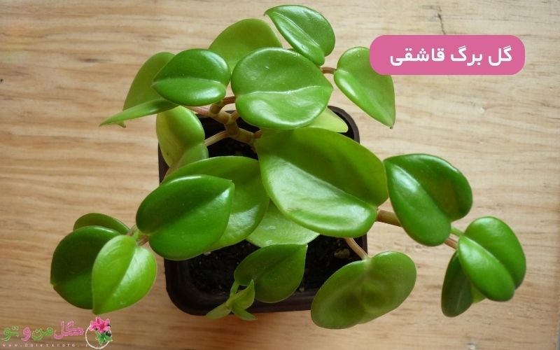 نگهداری گل برگ قاشقی