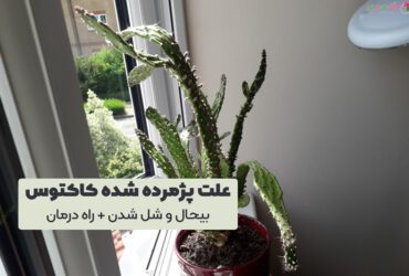 پژمرده شدن کاکتوس