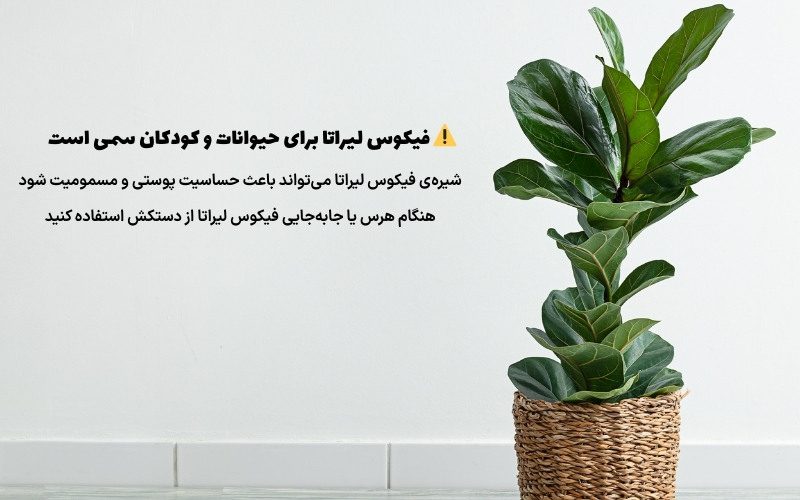 سمی بودن فیکوس لیراتا