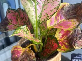 Aglaonema brown tips