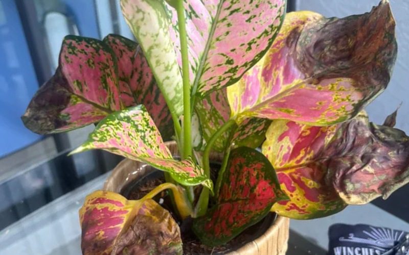 Aglaonema brown tips