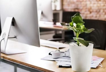 ۶ اثر مثبت گل و گیاه بر روحیه