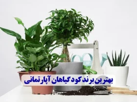 بهترین برند کود گیاهان آپارتمانی (ارزان و با کیفیت)