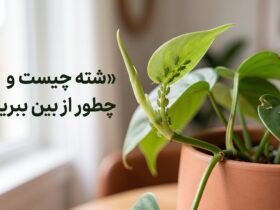 شته چیست